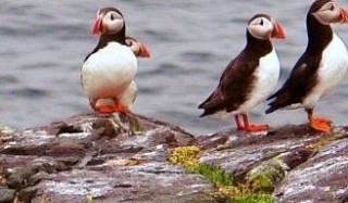  Adorables frailecillos 